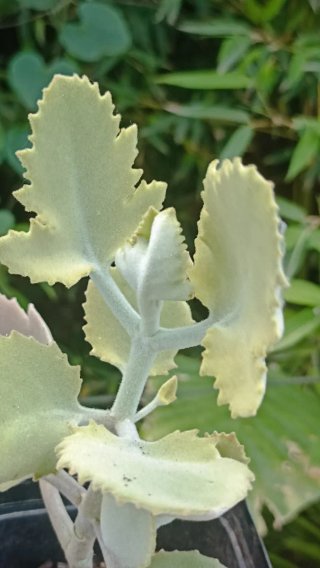 Kalanchoe "Oak Leaf"