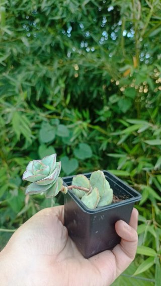 Crassula perforata succulenta
