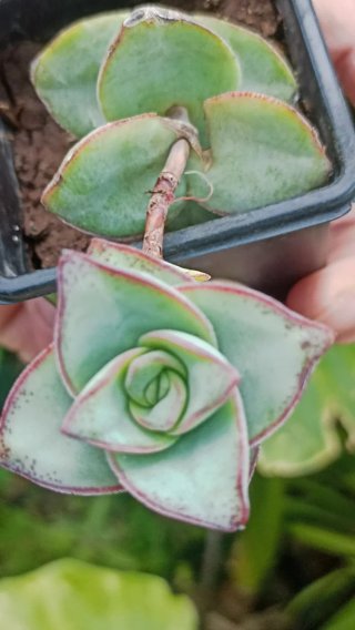 Crassula perforata succulenta
