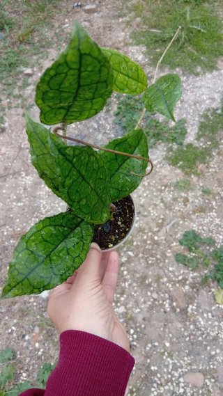 Hoya Finlainosii x Undulata 8.5 cm