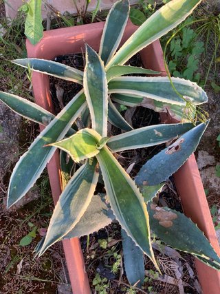 Agave Americana variegata