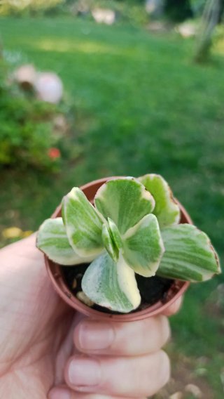 Crassula variegata pianta succulenta