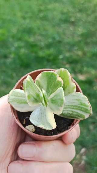 Crassula variegata pianta succulenta