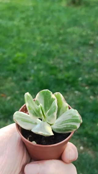 Crassula variegata pianta succulenta