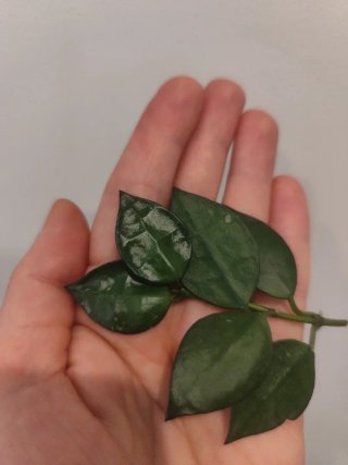 Hoya Lacunosa Planta
