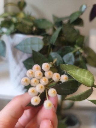 Hoya Lacunosa Planta
