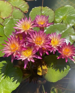 Ninfea Tropicale Mirella Tropic - Bulbi Germinati