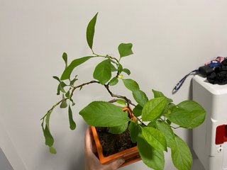 Prebonsai plantòn Ciruelo Gallego