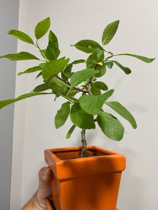 Prebonsai plantòn Ciruelo Gallego