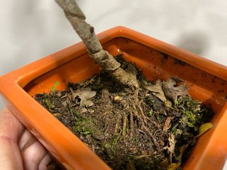 Prebonsai plantòn Ciruelo Gallego