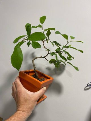 Prebonsai plantòn Ciruelo Gallego