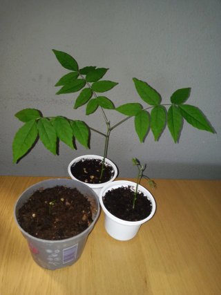 Planta de Glicina Lila