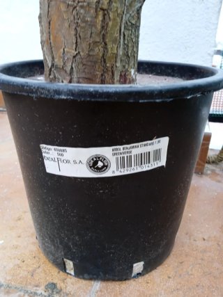 Planta artificial grande Ikea