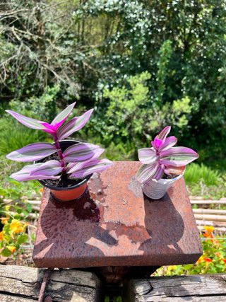 Tradescantia Zebrina planta.