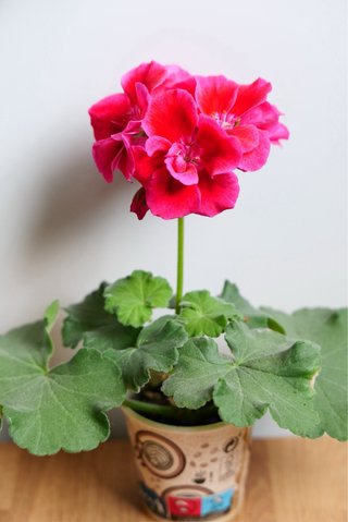 Geranio Neon Rosa en maceta