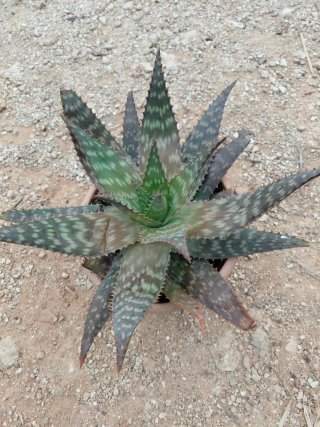 Planta Aloe maculata