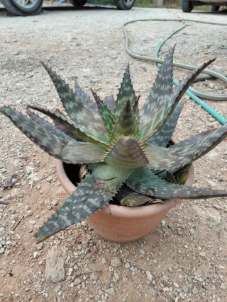 Planta Aloe maculata