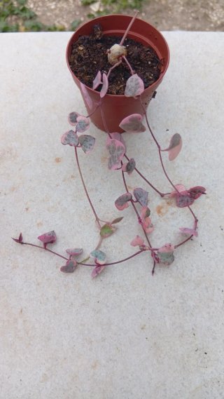 Ceropegia Woodii Variegata 5.5 cm