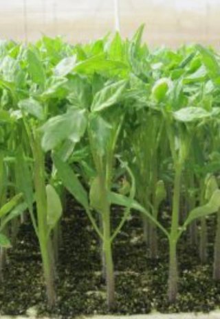 Plantas Guindilla Vasca Piparra
