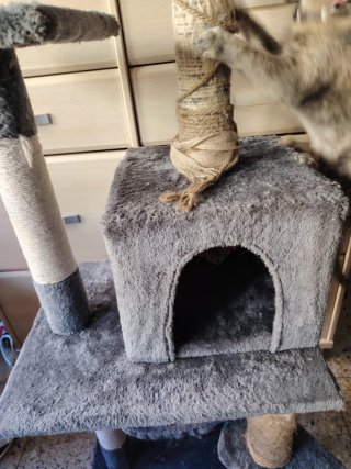 Torre para gatos de varios niveles