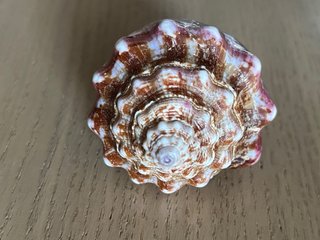 Conchiglia decorativa. Conus Regius. Perfetta. 9cm