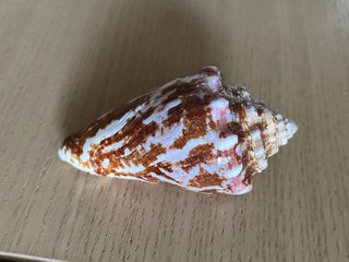 Conchiglia decorativa. Conus Regius. Perfetta. 9cm