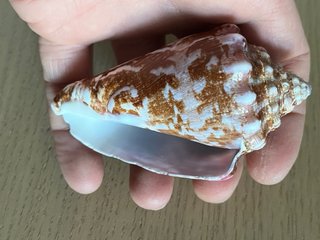 Conchiglia decorativa. Conus Regius. Perfetta. 9cm