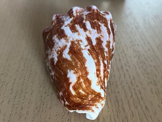 Conchiglia decorativa. Conus Regius. Perfetta. 9cm