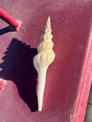 Conchiglia Fusinus Colus 14cm Ghana