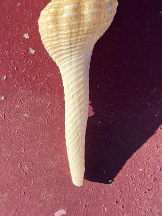 Conchiglia Fusinus Colus 14cm Ghana