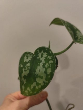 Scindapsus Exotica planta