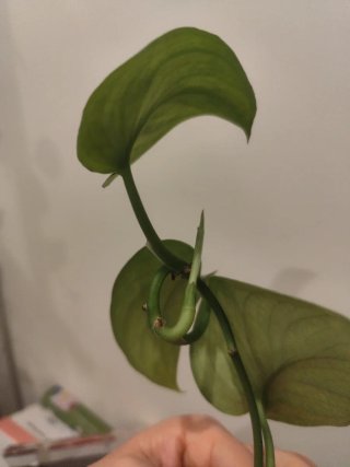 Scindapsus Exotica planta