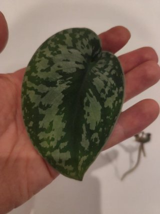 Scindapsus Exotica planta