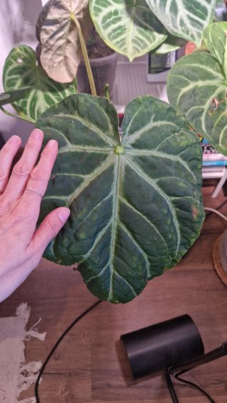 Anthurium Magnificum