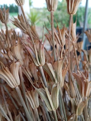 Fiori secchi