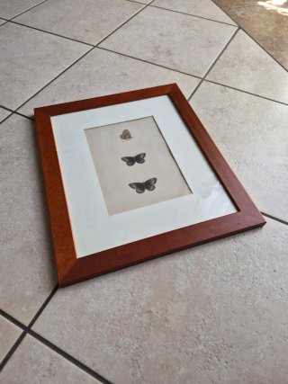 Set 2 Litografie Farfalle Cornice Legno