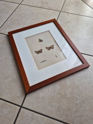 Set 2 Litografie Farfalle Cornice Legno