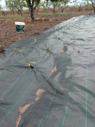 Parcela para huerta 1000m