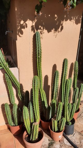 Cactus Grande