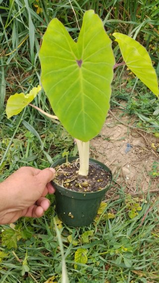 Colocasia Red Eyed Gecko 1