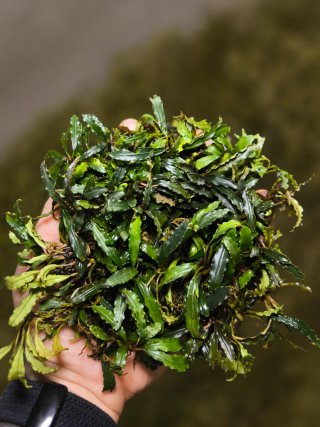 Bucephalandra Biblis