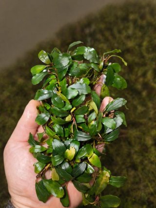 Bucephalandra Silver Powder