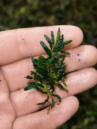 Bucephalandra Catherine