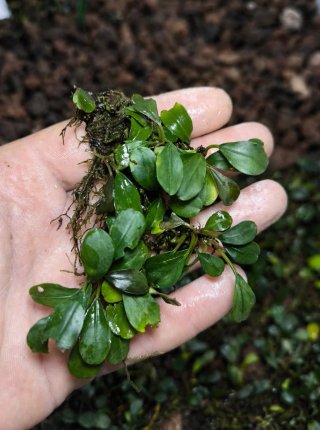 Bucephalandra Mini Venus