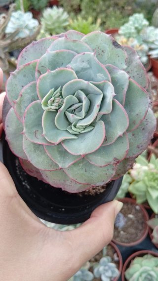 Echeveria Atlantis 10.5 cm