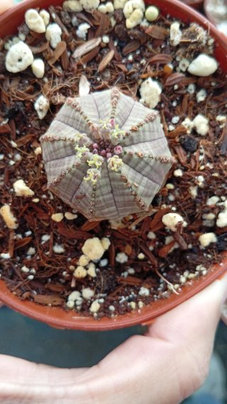 Euphorbia obesa 8.5 cm