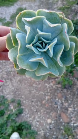 Echeveria Swan Lake 8.5 cm