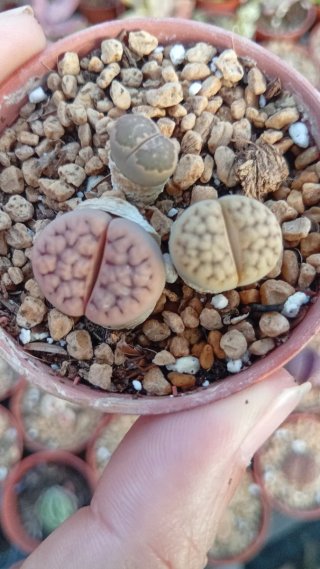 Lithops - Plantas vivas