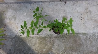 Pianta Plumbago Gelsomino Celeste Azzurro H 30-35