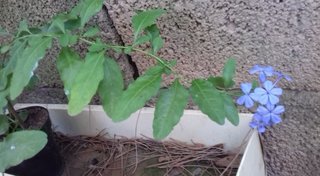 Pianta Plumbago Gelsomino Celeste Azzurro H 30-35